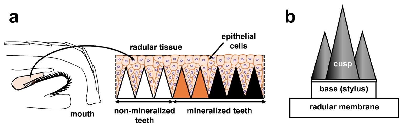 Магнетит в зубах: секвенирование транскриптомов тканей радулы панцирного моллюска - 4