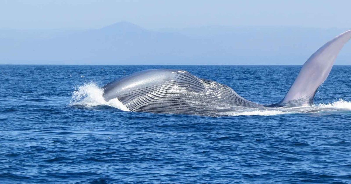 Как устроен синий кит