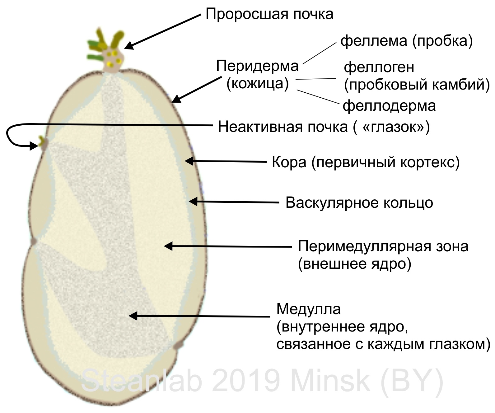 Сколько дней надо проращивать картофель