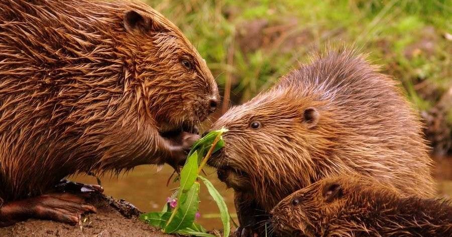 Как бобры плотину строят