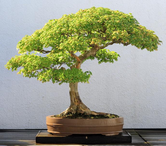 Bonsai: фамильный вики-движок - 2