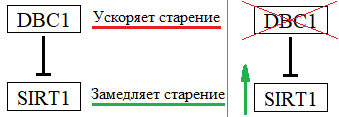 Борьба со старением: cенолитики и заместительная терапия стволовыми клетками - 3