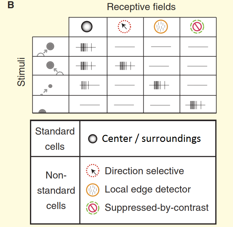 Неразгаданная тайна зрения - 2 Неразгаданная тайна зрения - 2