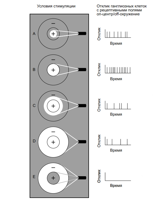Неразгаданная тайна зрения - 3 Неразгаданная тайна зрения - 3