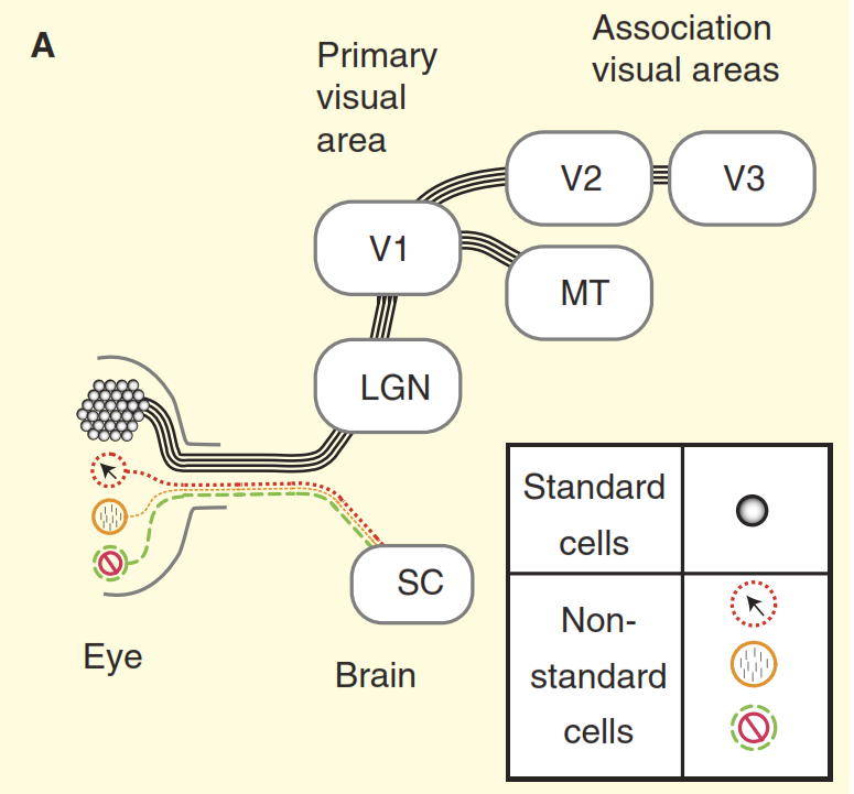 Неразгаданная тайна зрения - 4 Неразгаданная тайна зрения - 4