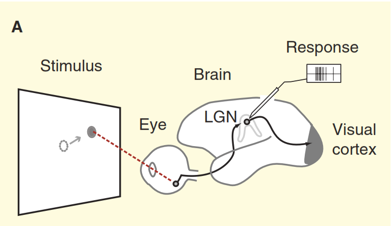 Неразгаданная тайна зрения - 1 Неразгаданная тайна зрения - 1