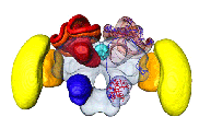 Медовая арифметика: сложение и вычитание в исполнении пчел - 2 Медовая арифметика: сложение и вычитание в исполнении пчел - 2