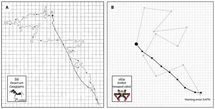 Учёные создали робота-муравья с полностью автономной навигацией без GPS