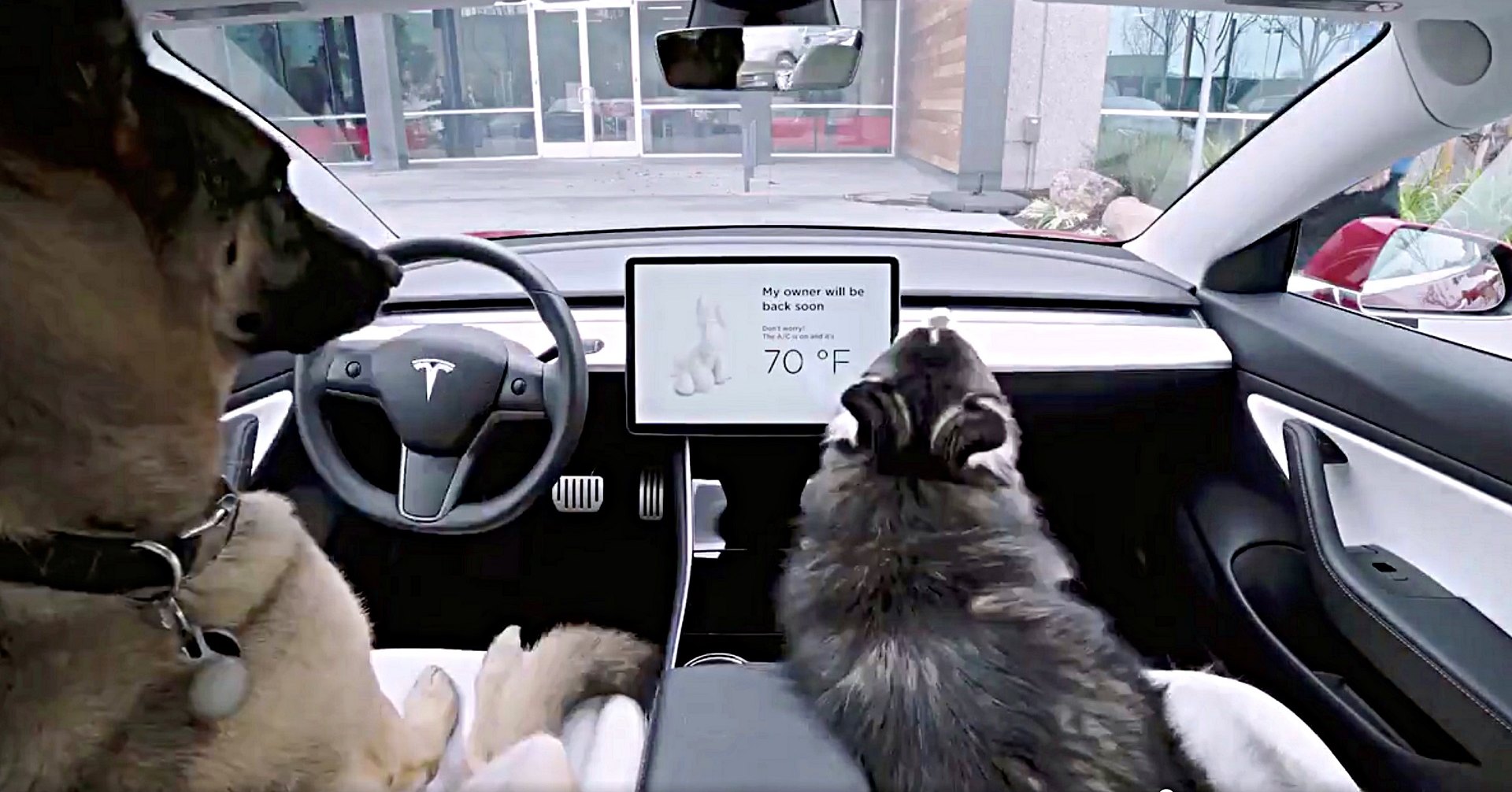 Электрокары Tesla получили «собачий режим»