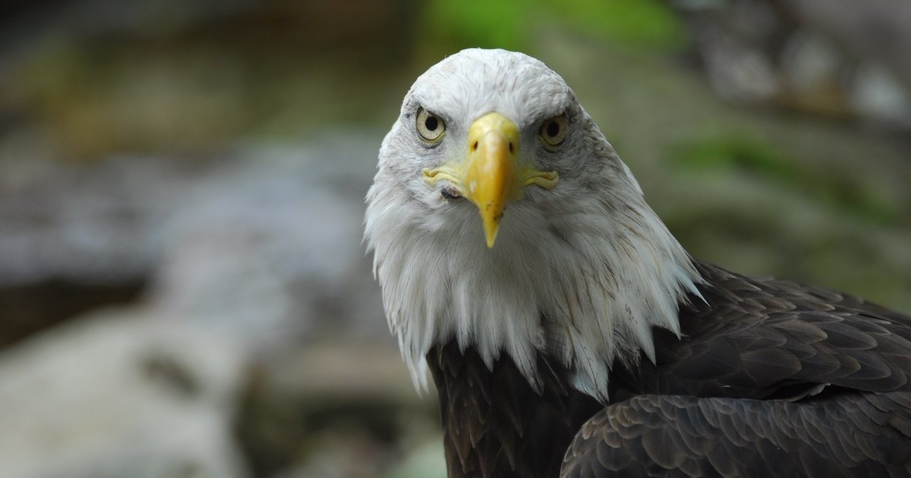 Как спасали обледеневшего белогового орлана Как спасали обледеневшего белогового орлана