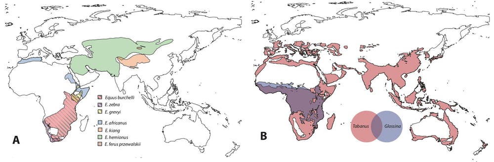Карта A слева отображает, где обитающие животные полосато или гладко окрашены. Карта B справа выделяет синим цветом распределение мух цеце (Glossina) и районы, где ежегодно в течение семи месяцев подряд кусает конская муха (Tabanus)