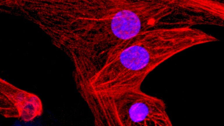 Учёные вырастили универсальные стволовые клетки при помощи CRISPR инженерии - 1