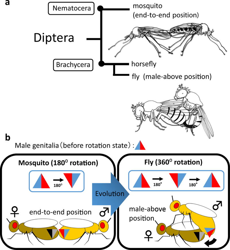 Поворот гениталий на 360° — залог успеха!