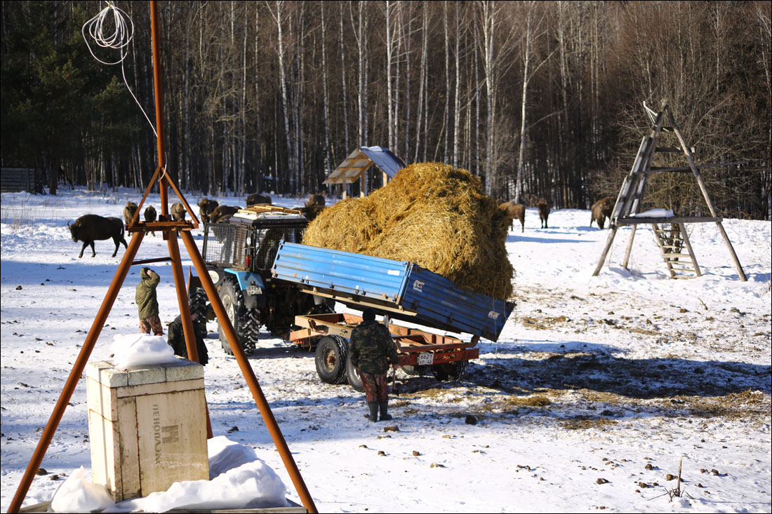 Реинтродукция зубров (маленькая победа зоологов) - 5