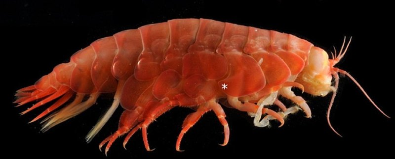 Внутри у самых глубоководных существ нашли пластик