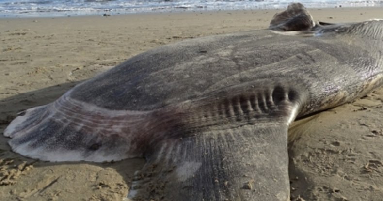 Гигантская рыба обнаружена в Санта-Барбаре: загадочная находка Гигантская рыба обнаружена в Санта-Барбаре: загадочная находка