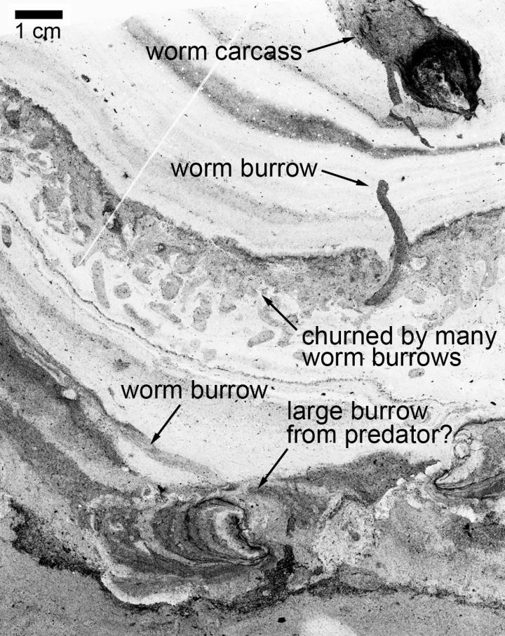 Обнаружены норы доисторических червей: океан, полный жизни