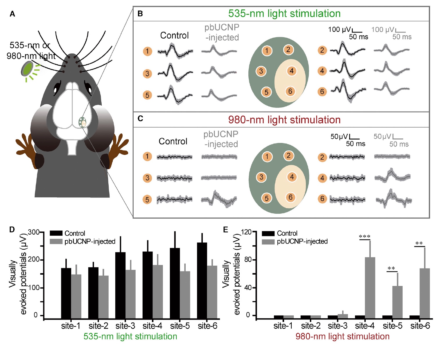 «Мышиная возня» в инфракрасном свете: внедрение наночастиц в субретинальную область глаза мыши - 6