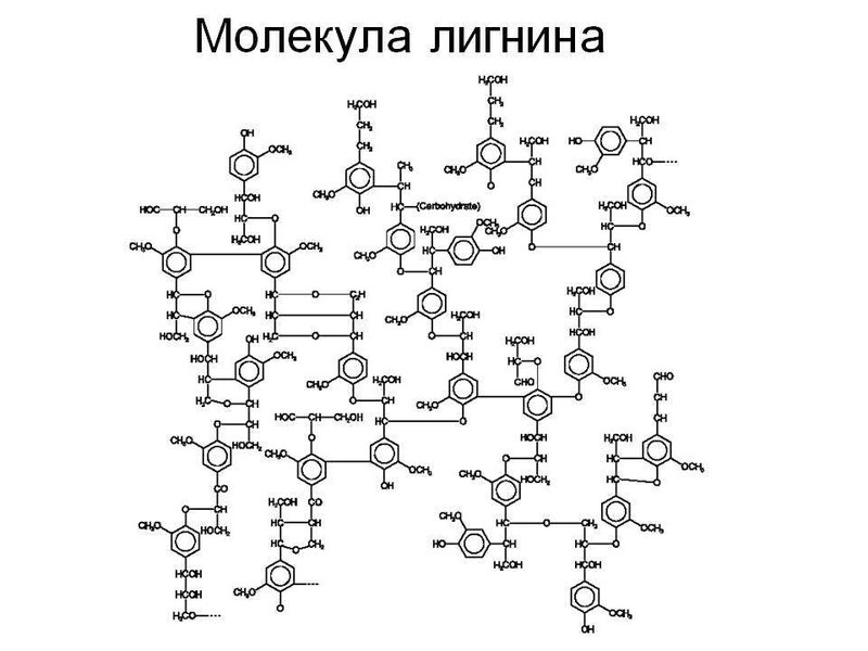 Созданы бактерии, вырабатывающие пластик из растений