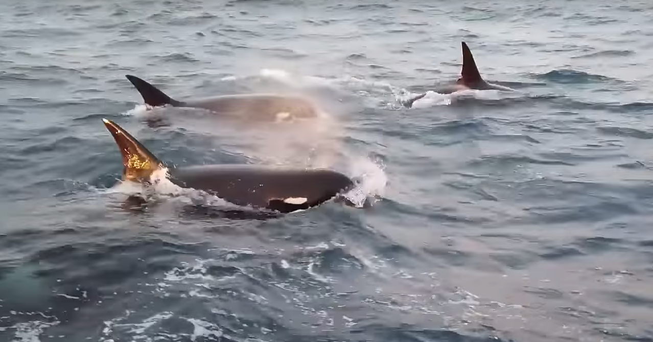 Редких косаток засняли на видео Редких косаток засняли на видео