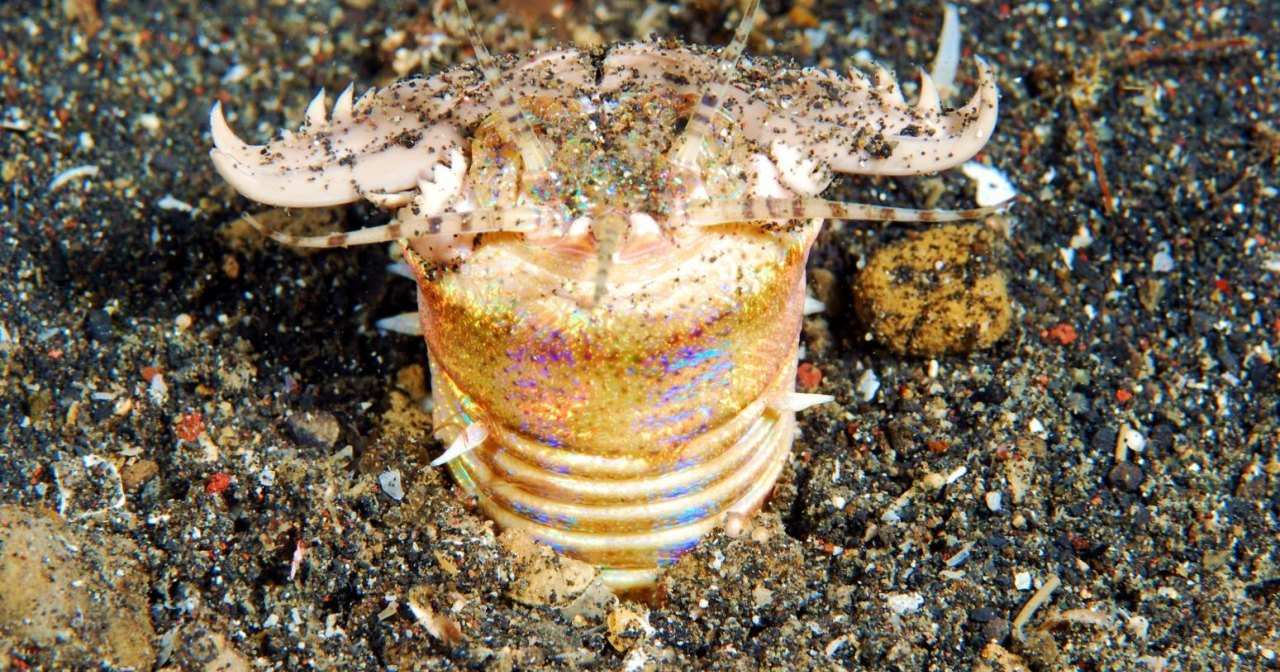 Трехметровый хищный червь: ужас теплого моря