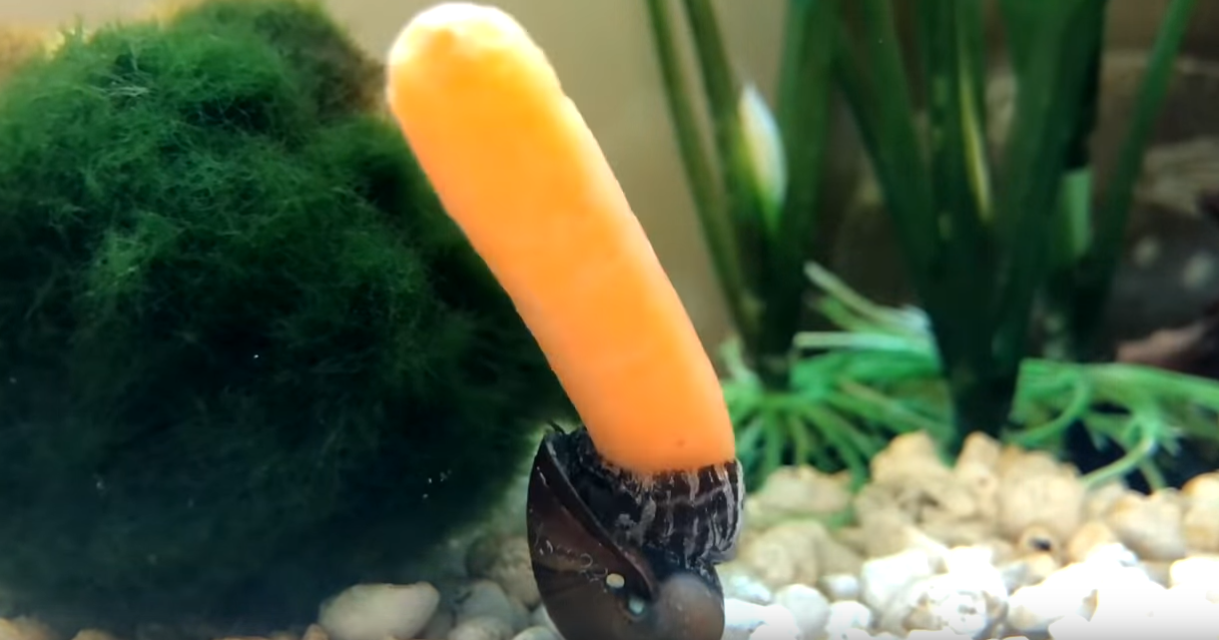 Зачем улитка жонглирует морковкой: забавное видео