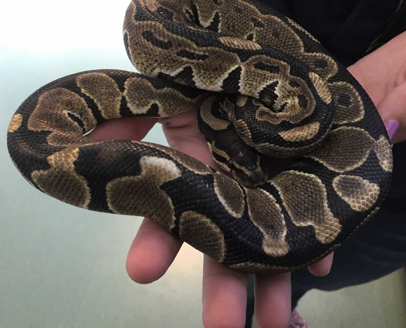 15 домашних питомцев — от самых любящих до тех, кому на вас наплевать