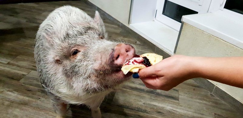 15 домашних питомцев — от самых любящих до тех, кому на вас наплевать