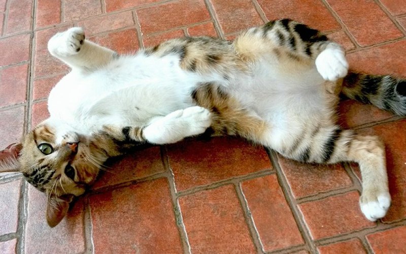 15 домашних питомцев — от самых любящих до тех, кому на вас наплевать