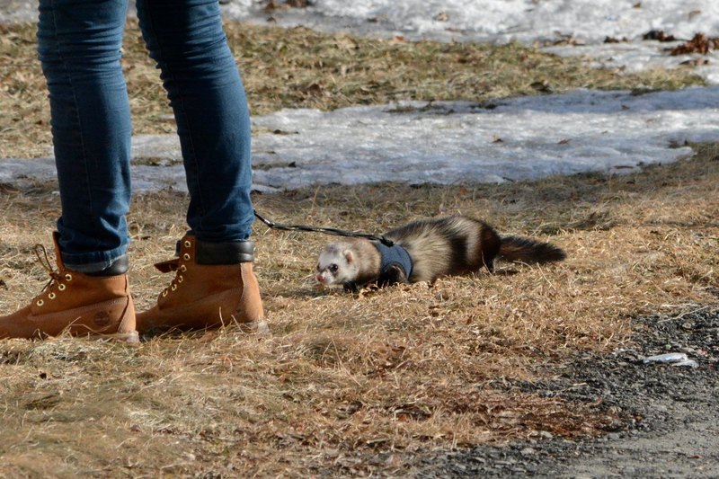 15 домашних питомцев — от самых любящих до тех, кому на вас наплевать
