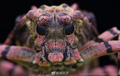 Опубликованы примеры снимков, сделанных объективом Laowa 100mm f/2.8 2X Ultra Macro APO