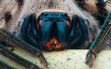 Опубликованы примеры снимков, сделанных объективом Laowa 100mm f/2.8 2X Ultra Macro APO