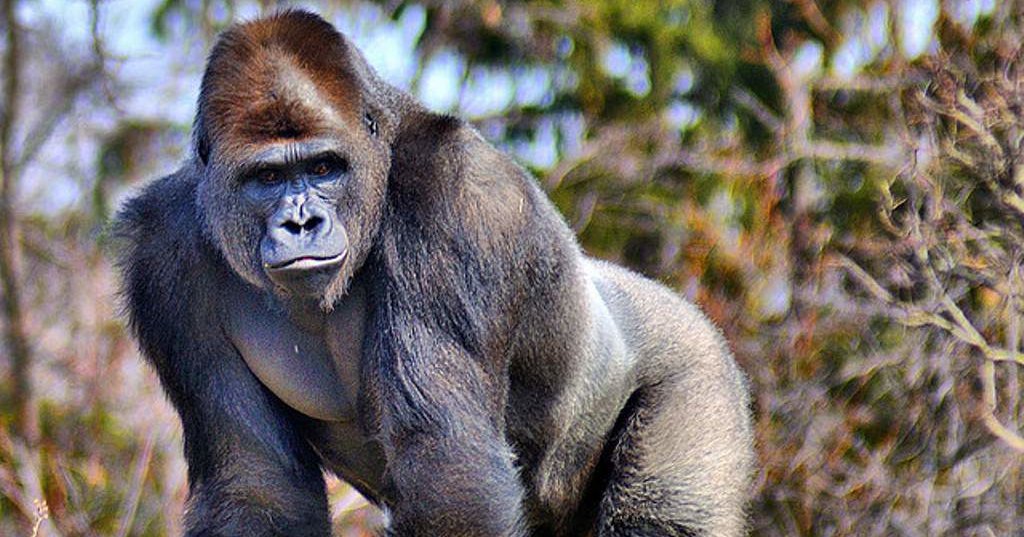 Африканские джунгли глазами фотоловушки Африканские джунгли глазами фотоловушки