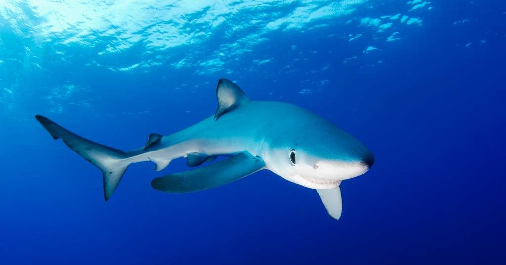 Как голубая акула дайвера поцеловала Как голубая акула дайвера поцеловала
