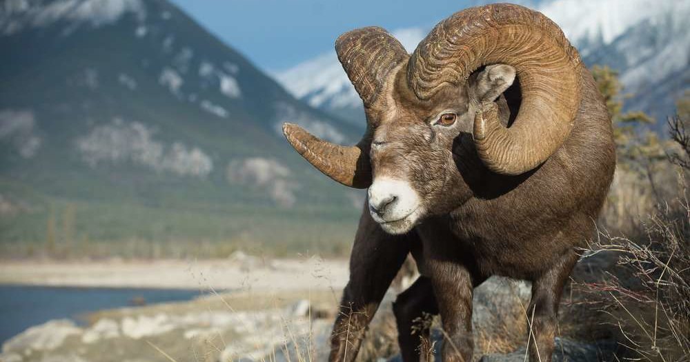 Калифорнийским баранам угрожает эпидемия Калифорнийским баранам угрожает эпидемия