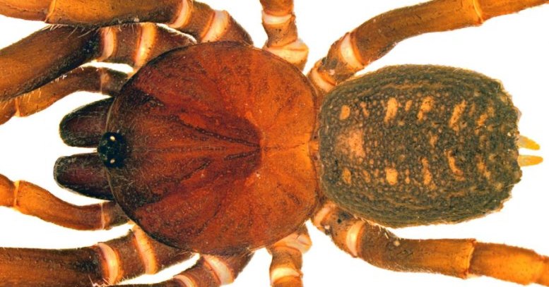 Ранее неизвестных пауков назвали в честь штурмовиков из «Звездных войн»