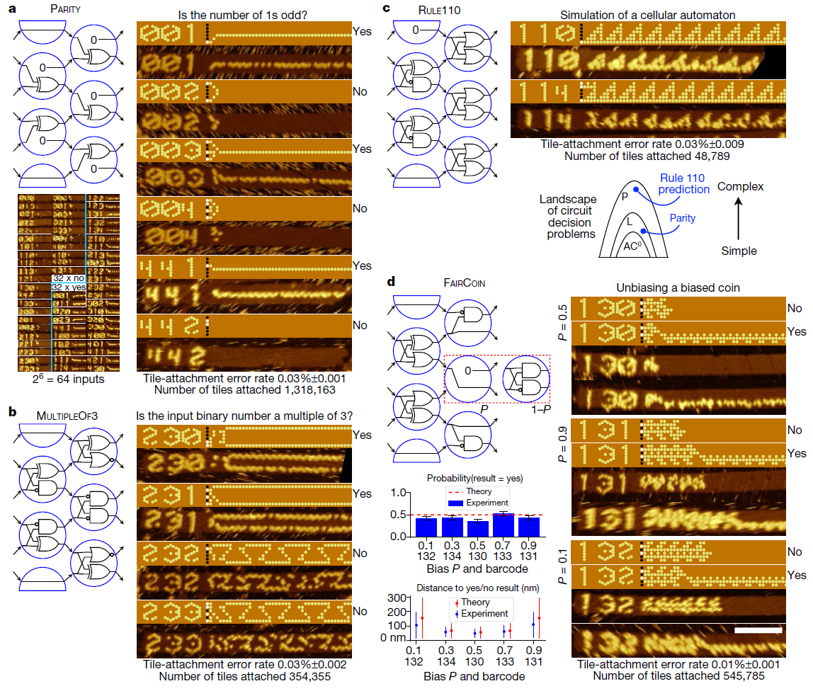 Первый программируемый компьютер на ДНК - 3