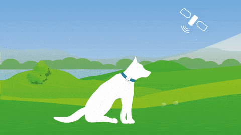 Следим за кошками и собаками — GPS-трекер Tractive - 5