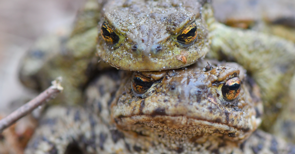 Тысячи ядовитых жаб атаковали Флориду