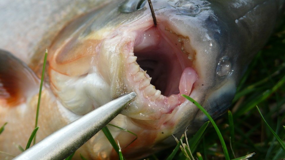 10 малоизвестных рыб-убийц