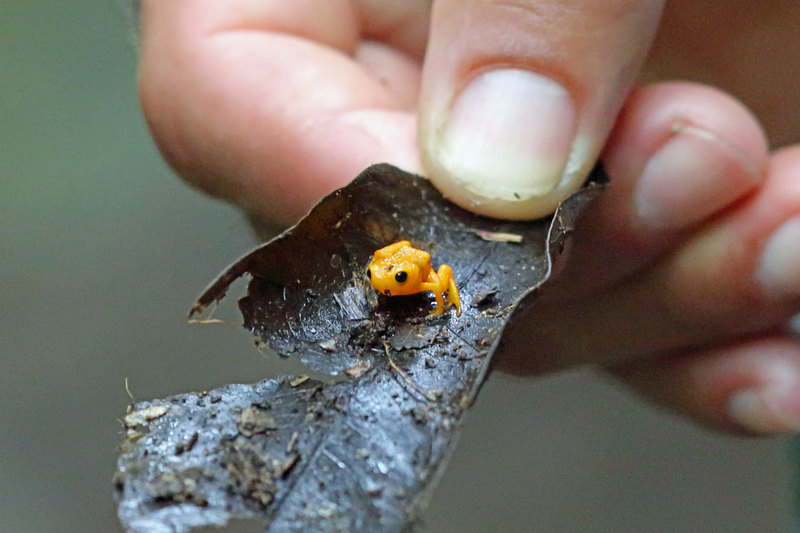 Обнаружены жабы со светящимся скелетом