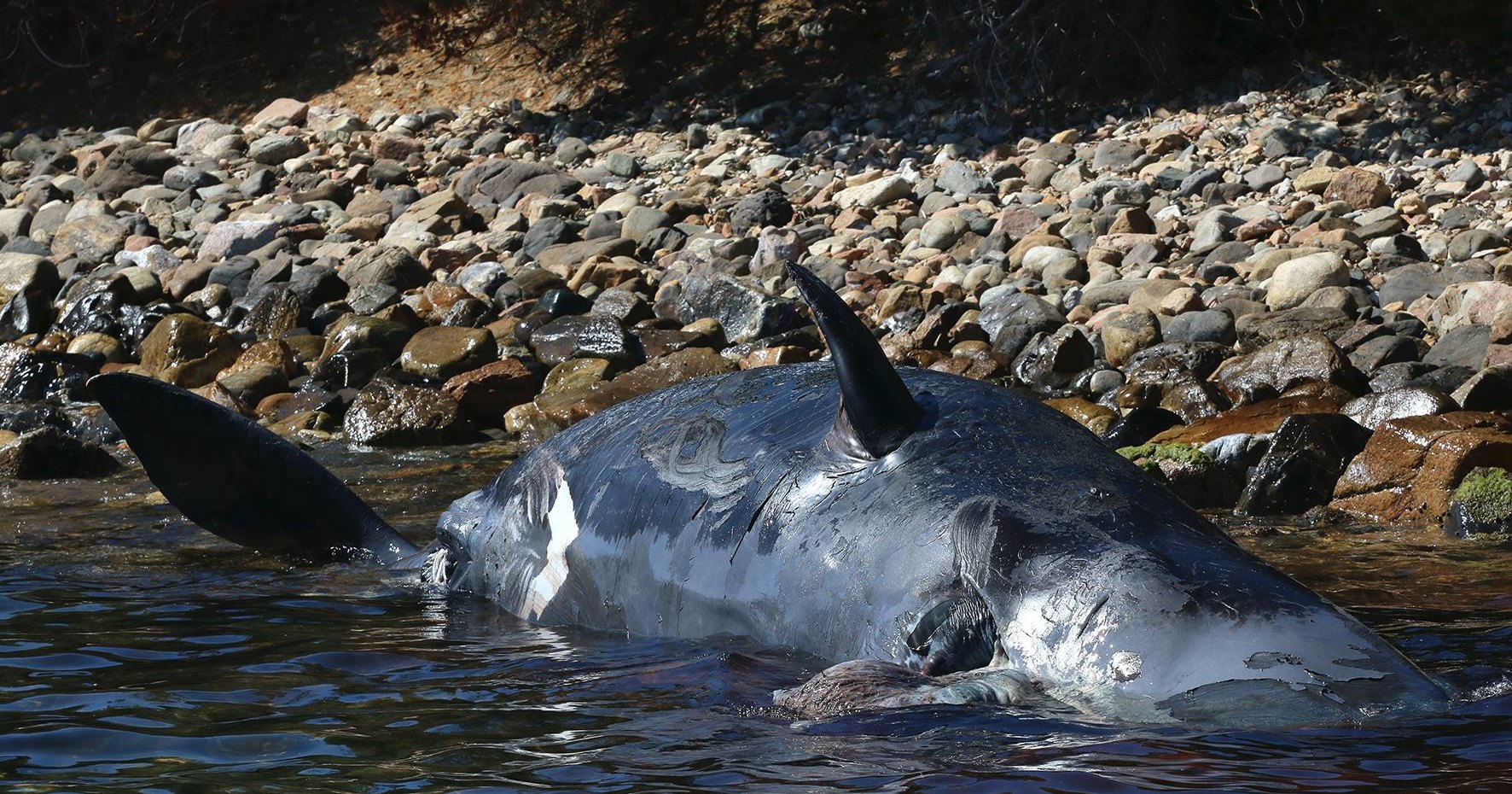 В Италии нашли мертвого кита с 22 кг пластика внутри