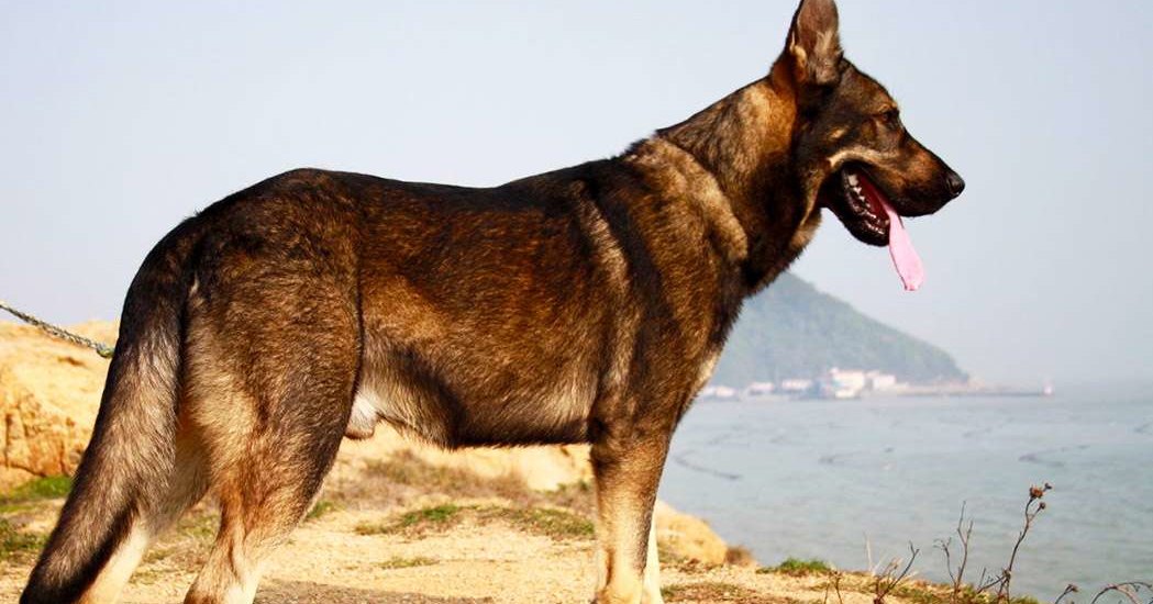 Китайцы начали клонировать полицейских собак Китайцы начали клонировать полицейских собак