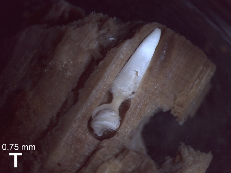 Почему похожие на пенис моллюски грызут дерево: морские загадки