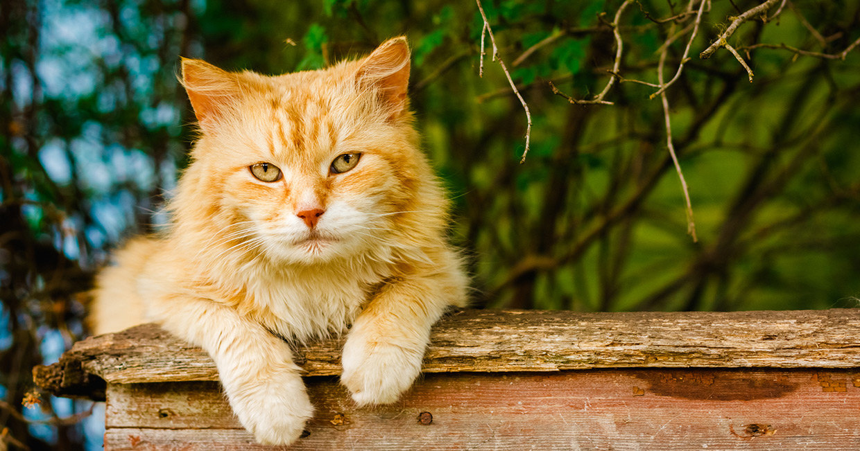 Ученые доказали, что кошки нас слушают