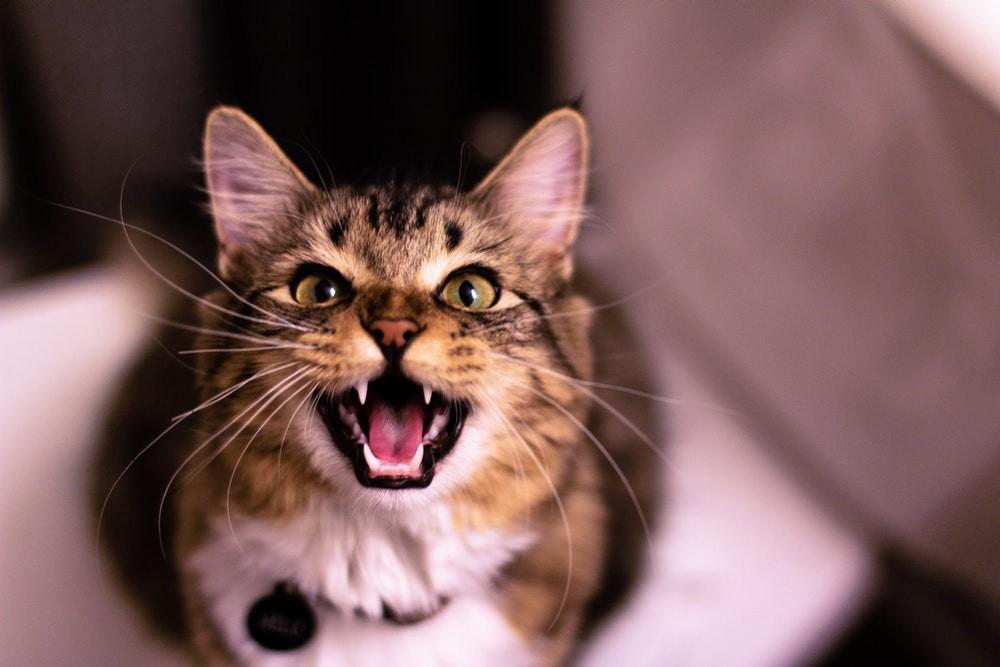 Обзор новых функций NestJS 6 - 1 Обзор новых функций NestJS 6 - 1