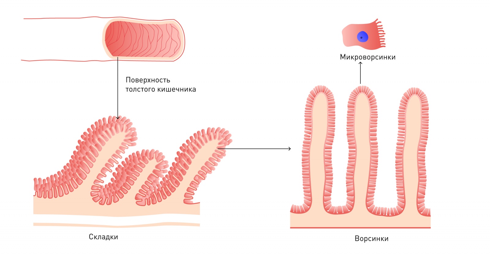 Микробиота. Что это за орган и зачем он нам - 3