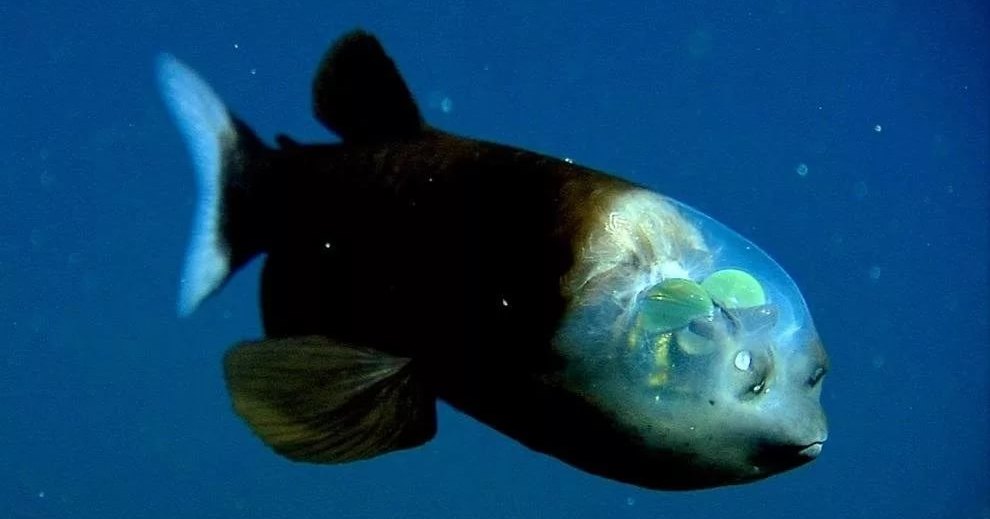 Рыба, которая смотрит сквозь собственную голову