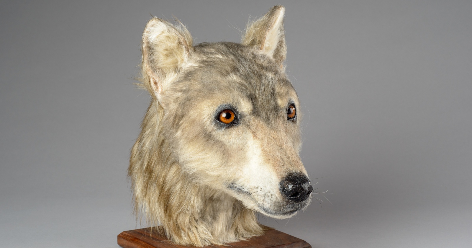 Как выглядели шотландские собаки 4 500 лет назад