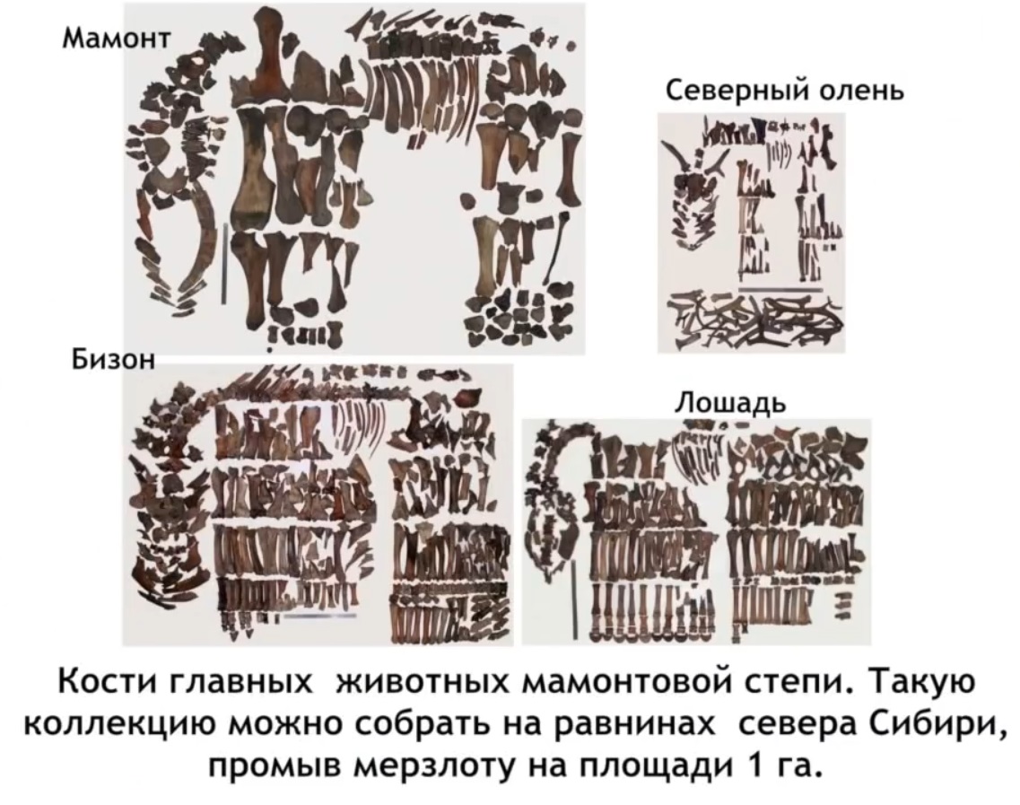 Мох и мамонты (часть 2) - 10 image